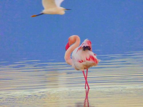 two flamingos standing in the water with a bird flying overhead at La Pirata Capitana in Costa degli Angeli