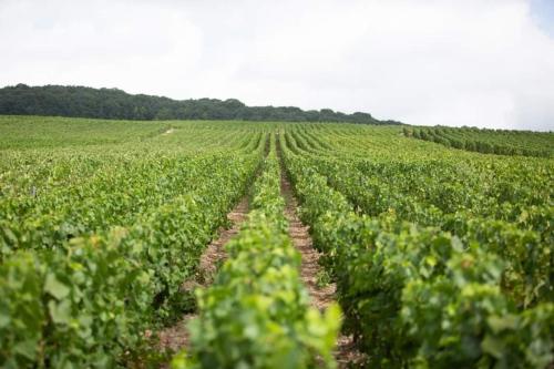 a large soybean field with rows of green plants at Le Clos maison 3 chambres avec extérieur et parking Epernay centre in Épernay