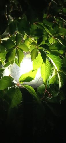 a white bird sitting in a tree with green leaves at A casa di Anna in Vaglio Serra