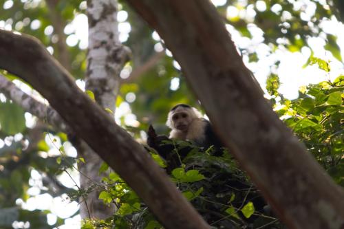 a monkey sitting on top of a tree at Bastimentos Hill Guest House in Bocas del Toro