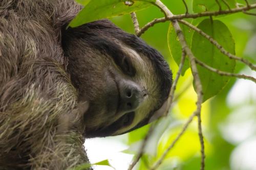 a three toed sloth hanging from a tree at Bastimentos Hill Guest House in Bocas del Toro