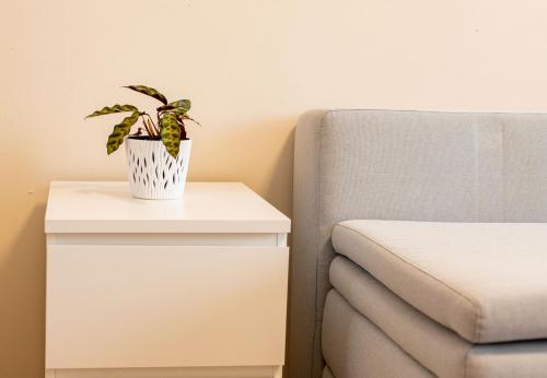 una planta sentada en una mesa junto a una silla en 163 Zentrum Nord Apartment Messe,HBF,A14, en Leipzig