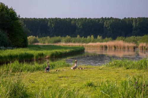 two birds standing in the grass next to a lake at waterland in Ooltgensplaat