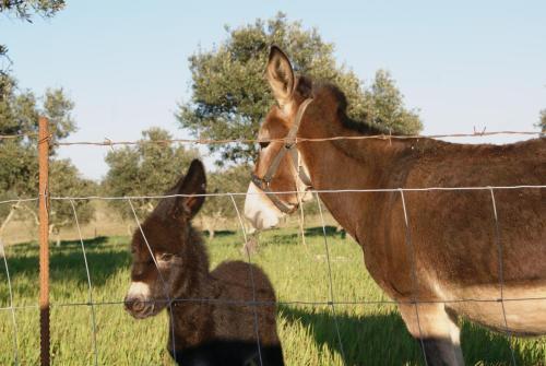 a couple of horses standing next to a fence at Agro-Turismo Monte da Galega in Mina de São Domingos