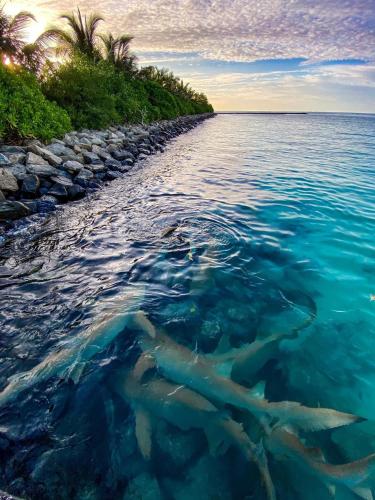 a group of sharks swimming in the water at Mathiveri Thundi Inn in Mathiveri