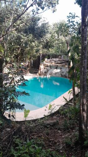 a swimming pool in the middle of a forest at Aldea Yuyu in Tulum