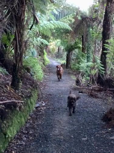 two animals walking down a path in a forest at Off the Beaten Track B&B in Canvastown