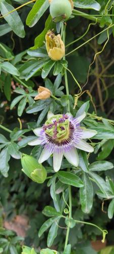 a purple flower on a plant with green leaves at Casa de Campo- Terra Viva in San Salvador de Jujuy