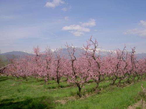 a row of trees in a field with pink flowers at Agriturismo Il Frutto Permesso in Bibiana