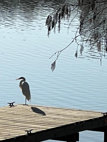 a bird standing on a dock near the water at Kingwood Cottage - 10 mins from IAH - Lake Front in Humble