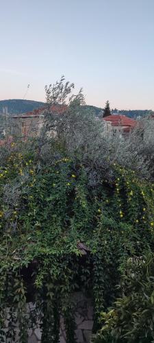 a bush with yellow flowers on top of a building at Αρχοντικό Ταξίμι (Μουντζουρίδη) in Argalasti