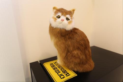 a cat is sitting on top of a box at Hotel Rodem in Incheon