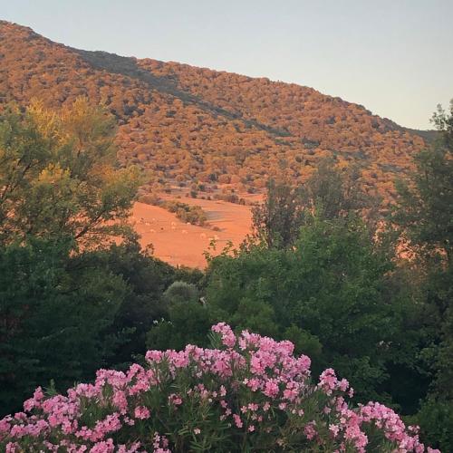 a view of a hill with trees and pink flowers at Agriturismo Relais Villa Passerini in Grosseto