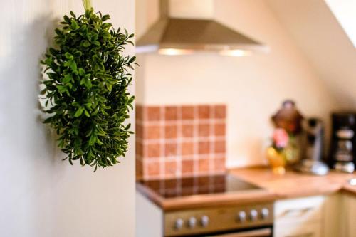 a green plant hanging from a wall in a kitchen at WERTS HOF FerienWohnen in Rauschenberg