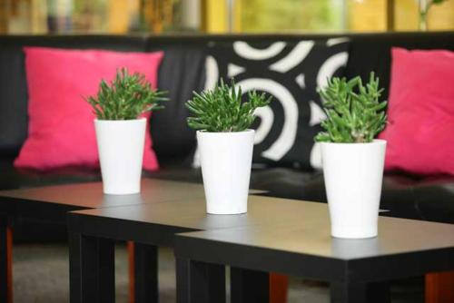 three white potted plants sitting on top of tables at Hotel 500 in Tarnowo Podgórne