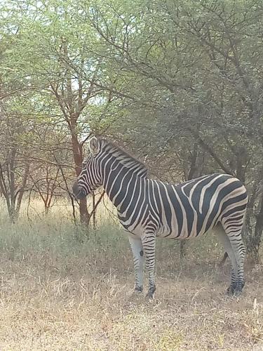 a zebra standing in the grass in a field at Auberge Africa Thiossane in Saly Portudal