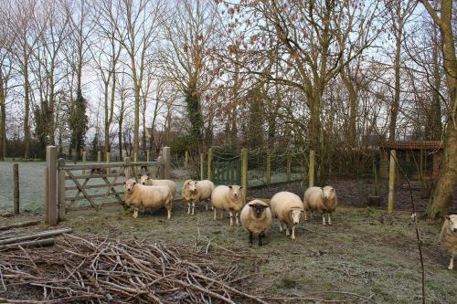 a herd of sheep standing in a field at De Bogaerd in Lo-Reninge