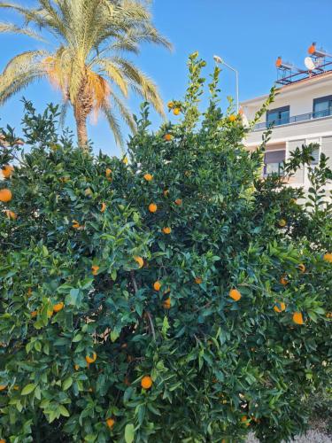 an orange tree with a palm tree in the background at Excellent 3 storey villa with a swimming pool in Belek
