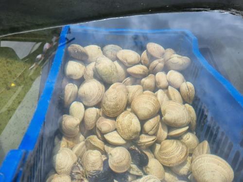 a bunch of clams in a blue plastic container at Cabañas y Tinajas Rio Quenuir in Maullín