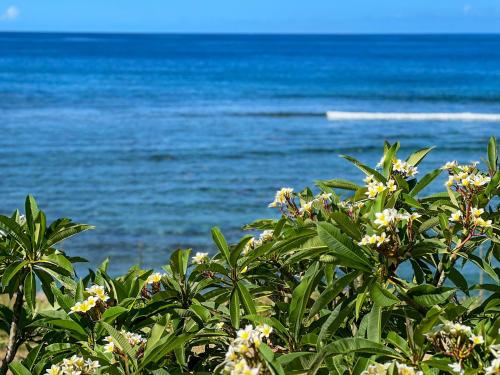 a bush with flowers and the ocean in the background at Le Pétrel Bleu - Appartement sur la plage des Tortues à Saint-Leu in Saint-Leu