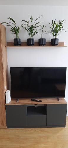 a flat screen tv on a shelf with three plants at KAWALERKA 28M SALON Z KUCHNIĄ CENTRUM NOWY SĄCZ in Nowy Sącz