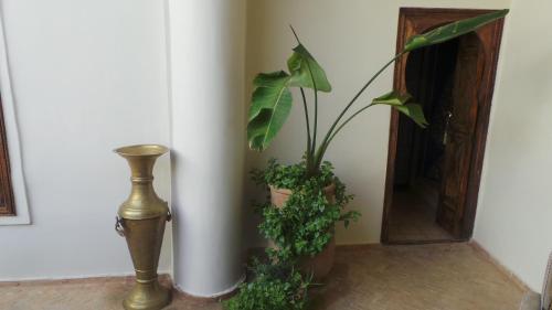 a plant in a vase next to a mirror at Riad Maialou & SPA in Marrakech