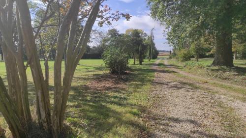 un camino de tierra con árboles en un campo en Marengo, 