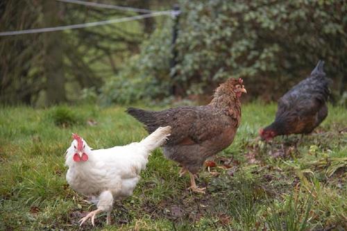 two chickens standing in the grass in a field at Craigievern Holiday Cottage in Drymen