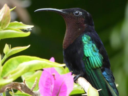 a colorful bird sitting on a branch next to a flower at Habitation Desrosiers in Les Trois-Îlets