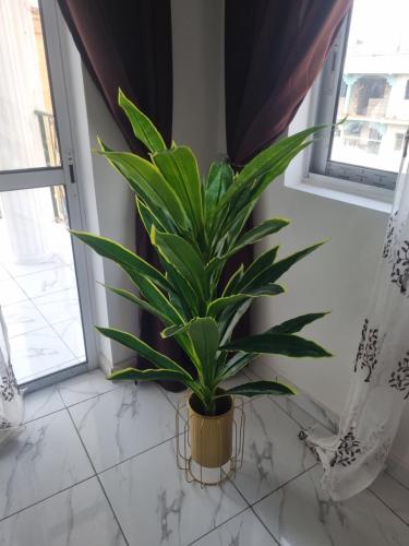 a plant sitting on a tiled floor in a room at Résidence Sighaka - Suite Royale - WiFi, Gardien, Parking in Douala