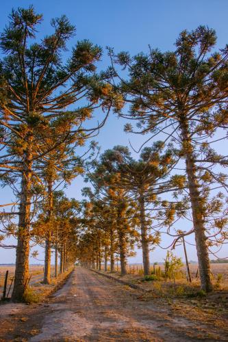a dirt road with trees on the sides at Inti, hospedaje de campo. in Bartolomé Mitre