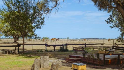 a group of benches in a field with horses in the background at Inti, hospedaje de campo. in Bartolomé Mitre