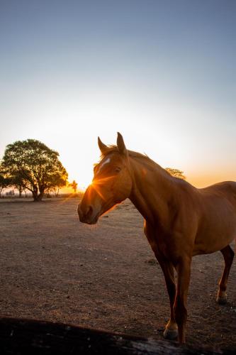 a horse standing in a field with the sunset in the background at Inti, hospedaje de campo. in Bartolomé Mitre