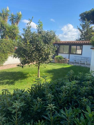 een boom in de tuin van een huis bij Casa di Paola mare Ardea in Ardea