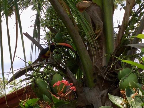 La GaritaにあるVillas el Cenizaroの椰子の木の上に座る鳥