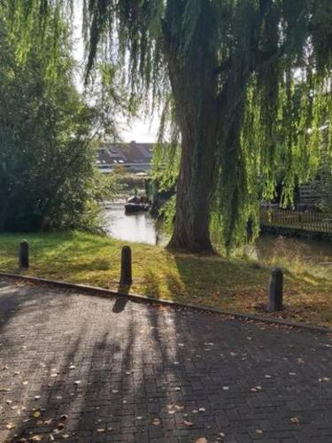 a brick road with a tree and a river at House close to beach and city in Hoorn