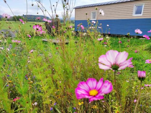 un campo di fiori di fronte a una casa di Logement insolite au cœur de l'Auvergne a Rochefort-Montagne