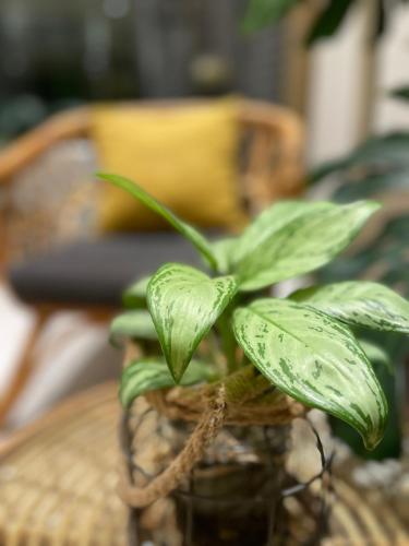 a green plant sitting on top of a table at WR Light Travel Warm Rice in Suao