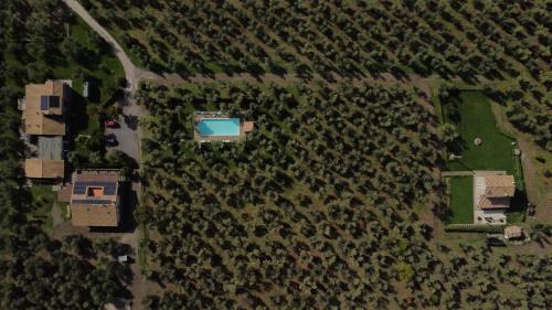 an aerial view of a field of trees at Agriturismo I Due Casali in Vetralla