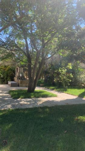 a tree in the middle of a park at Tenuta Sidore in Cursi