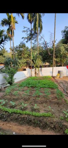 a park with palm trees and a field of grass at Mango Villa in Guwahati
