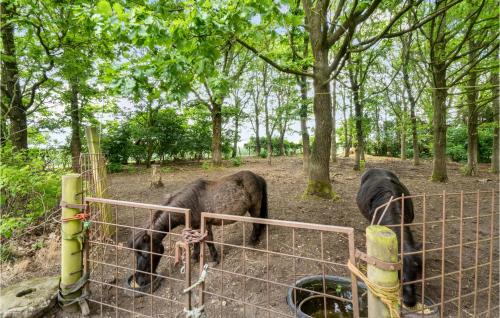 two elephants standing behind a fence in the woods at Rishøj in Hjarbæk