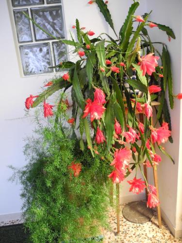 Ein Garten an der Unterkunft Hotel Rosner