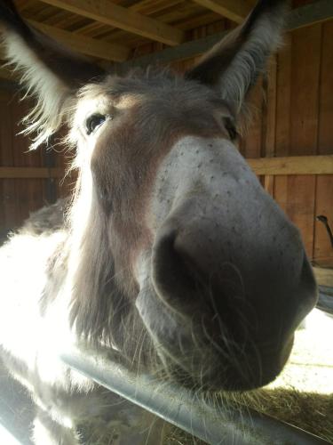a close up of a donkey looking over a fence at Agriturismo La Fonte Di Mariella in Gravedona