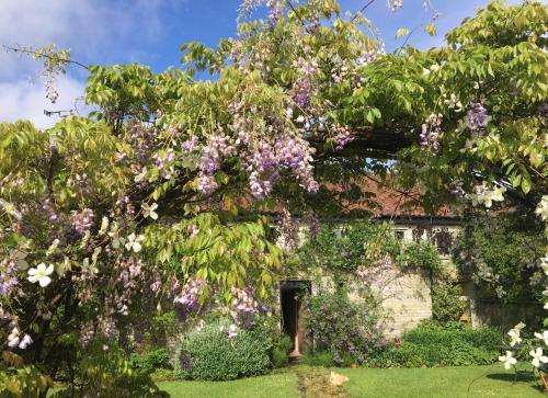 a tree with purple flowers in front of a building at Peaceful stone barn conversion in Somerset in Hurcot