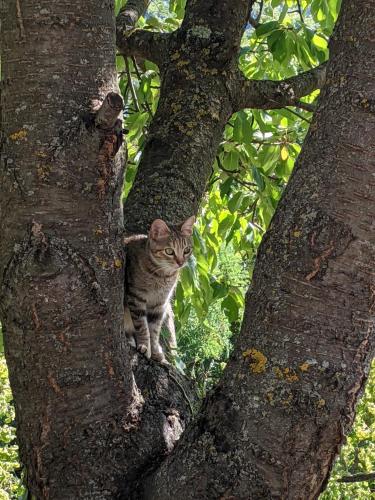 a cat sitting on the branch of a tree at Country old stone house immerse in nature in Lequio Berria