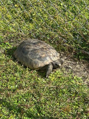 a turtle is walking through the grass at Professor Rousseau's Mermaid Lagoon in Crystal River