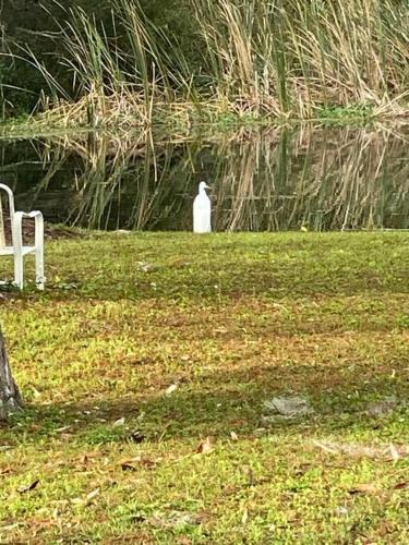 a white bird standing next to a body of water at Professor Rousseau's Mermaid Lagoon in Crystal River