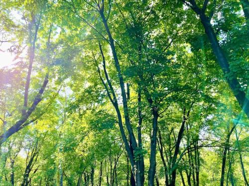 Un bosque de árboles con el sol brillando a través de ellos en Forest and River Side Tranquil House 