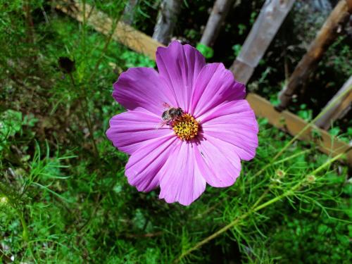 a purple flower with a bee on top of it at Haus Viktoria in Mayrhofen